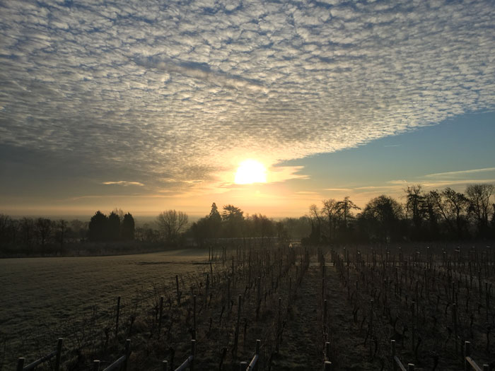 A serene landscape with a vineyard in the foreground unfolds near our office in Snitterfield, under a vast sky filled with scattered clouds. The sun is setting or rising on the horizon, casting a warm glow over the fields and silhouetted trees.